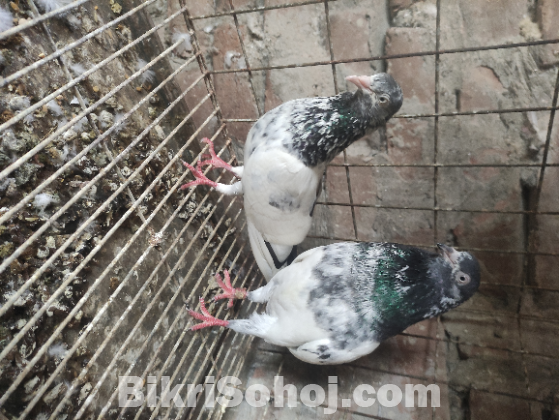 পাকিস্তানি কবুতর